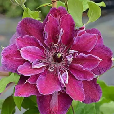 Клематис МАЙ БЬЮТИ в Молодечно