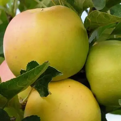 Яблоня БАНАНОВОЕ в Молодечно