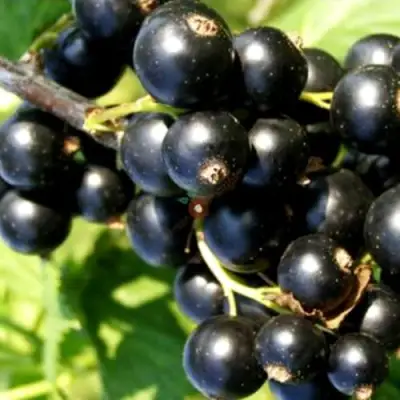 Смородина чёрная ДЕЛИКАТЕСНАЯ в Молодечно