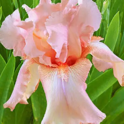 Ирис ПАТИ ДРЕСС бородатый в Молодечно