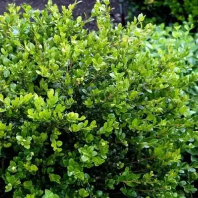 Самшит ФОЛКНЕР в Молодечно