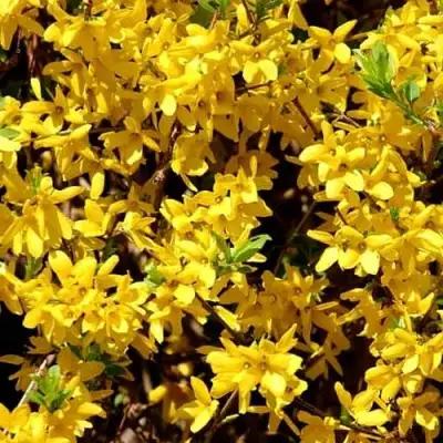 Форзиция ЛЕДНОГОРА промежуточная в Молодечно