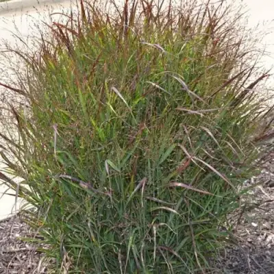 Просо ШЕНАНДО прутьевидное в Молодечно