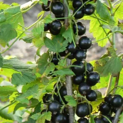 Смородина чёрная ДАБРАДЗЕЯ в Молодечно