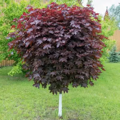 Клен красный в Молодечно