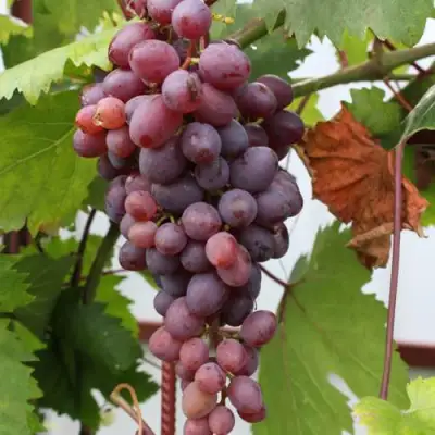 Виноград КИШМИШ ЗАПОРОЖСКИЙ в Молодечно