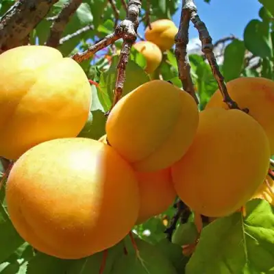 Абрикос ЖИГУЛЕВСКИЙ СУВЕНИР в Молодечно
