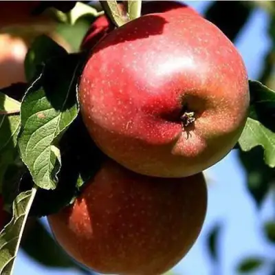 Яблоня АНТЕЙ КИЕВСКИЙ колонновидная в Молодечно