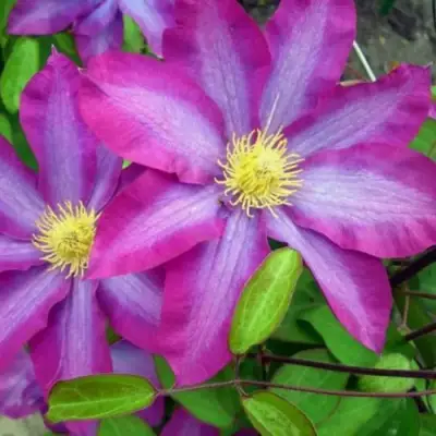 Клематис КАКИО в Молодечно