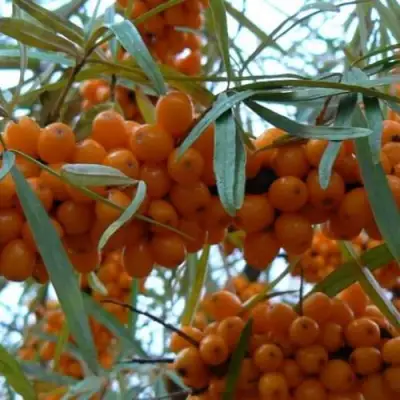 Облепиха БОТАНИЧЕСКАЯ в Молодечно