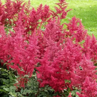 Астильба СКАЙСКРЕЙПЕР китайская в Молодечно