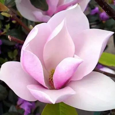 Магнолия АЛЕКСАНДРИНА  в Молодечно