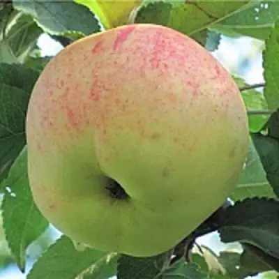 Яблоня ЛЕТНЕЕ СЛАДКОЕ в Молодечно