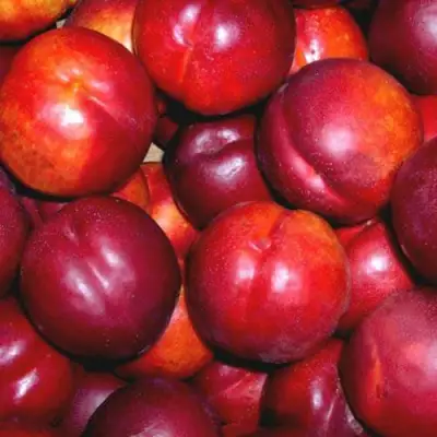 Нектарин МЕДВЕДЕВСКИЙ в Молодечно