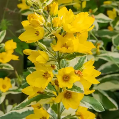 Вербейник АЛЕКСАНДР точечный в Молодечно