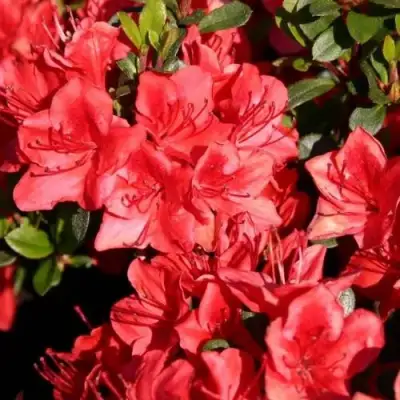 Азалия ФРИДОЛАЙН японская в Молодечно