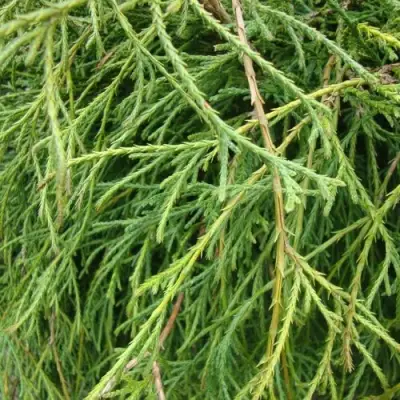 Кипарисовик ФИЛИФЕРА НАНА горохоплодный  в Молодечно