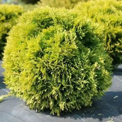 Туя ДАВИД западная в Молодечно