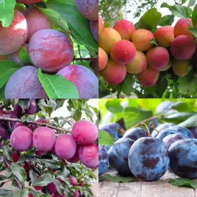 Комплект СЛИВОВЫЙ САД в Молодечно