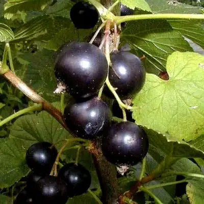 Смородина чёрная БИНАР в Молодечно