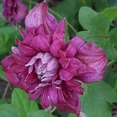 Клематис ПУРПУРЕА ПЛЕНА ЭЛЕГАНС в Молодечно