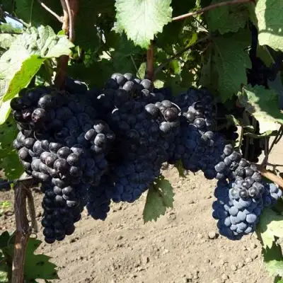 Виноград ДЕНИСОВСКИЙ в Молодечно