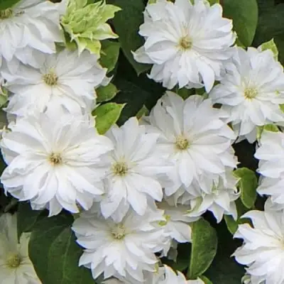 Клематис МАРИЯ СКЛОДОВСКАЯ-КЮРИ в Молодечно