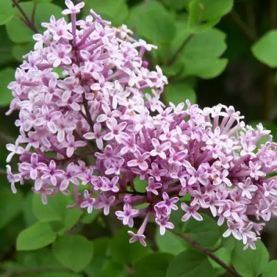 Сирень ПАЛИБИН  в Молодечно