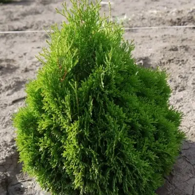 Туя МИКИ западная в Молодечно