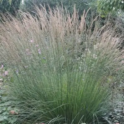 Молиния ХАЙДЕБРАУТ голубая в Молодечно