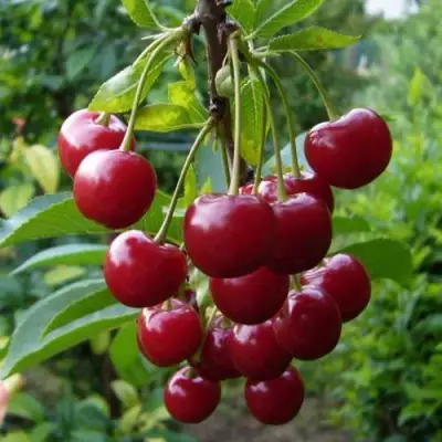 Вишня ВЯНОК в Молодечно