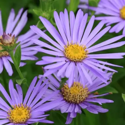 Астра ЛЕДИ ИН БЛЮ в Молодечно