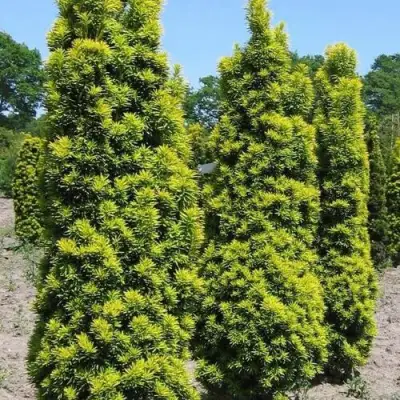 Тис ДАВИД ягодный в Молодечно