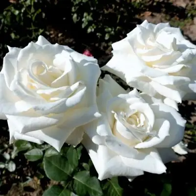 Роза БОИНГ чайно-гибридная в Молодечно