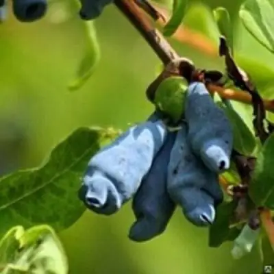 Жимолость съедобная ПУШКИНСКАЯ в Молодечно