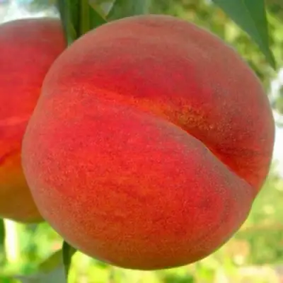 Персик МАЙСКИЙ ЦВЕТОК в Молодечно