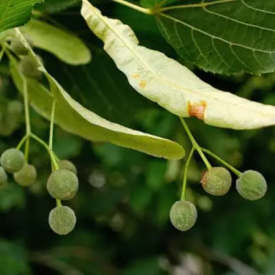 Липа сердцевидная в Молодечно