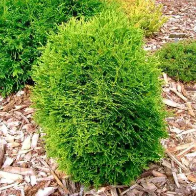 Туя ВОТЕРФИЛД западная в Молодечно