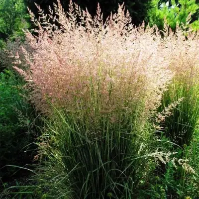 Молиния ФОНТЕЙН тростниковая в Молодечно