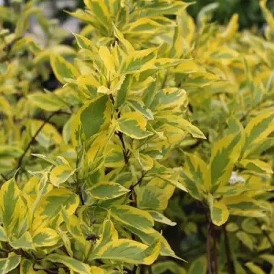 Дерен ШПЕТА белый в Молодечно