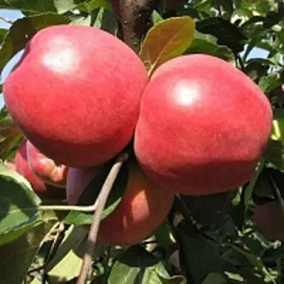 Яблоня ЗАСЛАВСКОЕ в Молодечно