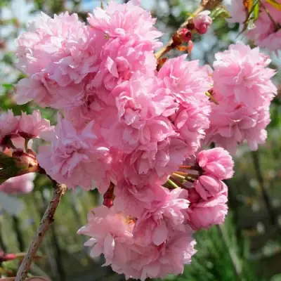 Сакура КИКУ ШИДАРЕ в Молодечно