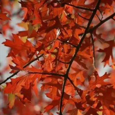 Дуб болотный в Молодечно