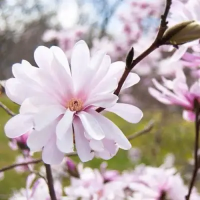 Магнолия РОЗЕЯ в Молодечно