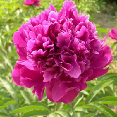 Пион КИТАЙСКИЙ ШЕЛК травянистый в Молодечно