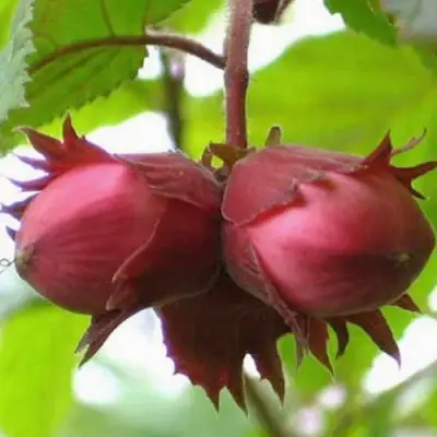 Фундук АЙВЕНГО в Молодечно