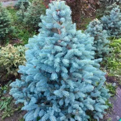 Ель СУПЕР БЛЮ СИДЛИНГ колючая в Молодечно