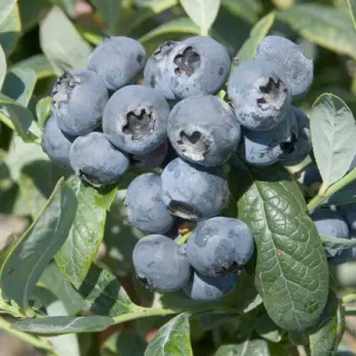 Голубика БРИГИТТА в Молодечно