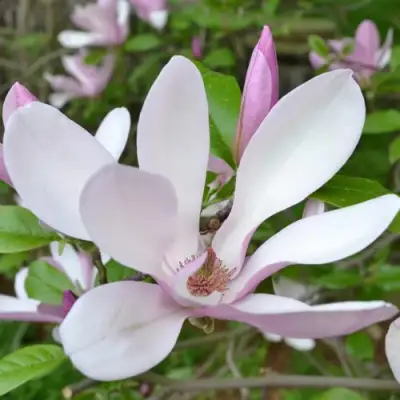 Магнолия ДЖОРДЖ ГЕНРИ КЕРН в Молодечно