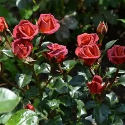 Роза ЧОКОЧИНО спрей в Молодечно